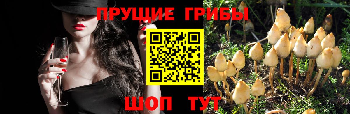 Углич  Галлюциногенные грибы GOLDEN TEACHER  Вход с VPN 